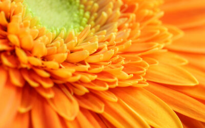 Welcome to the Staarsoft® Software Blog