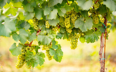Ontario Craft Wineries & The Sustainable Winemaking Ontario Certified Program