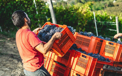 What’s Your Sustainable Wine Story?