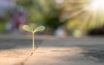 Creating A Sustainability Strategy: Where to Start?